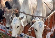 வங்காளதேசத்துக்கு கடத்த முயன்ற 4¾ லட்சம் கால்நடைகள் மீட்பு