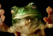 பெண் தவளைகளின் இனப்பெருக்க காலம்