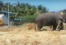 மாடுகட்டி போரடித்தால் மாளாது செந்நெல்