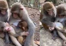 இதயங்களை நெகிழ செய்த குரங்கின் செயல்