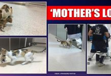 Si Ibu Kucing membawa anaknya ke pusat kesihatan