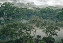 Anai-anai melindungi hutan hujan tropika