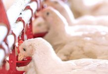 அரசாங்க கட்டுப்பாட்டுக்கு அப்பாற்பட்ட, அதிக தீவன செலவினால் கோழி இறைச்சி விலை அதிகரித்தது