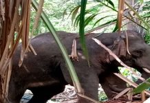 Gajah berkeliaran sekitar kem tentera ditangkap
