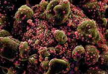 இந்தியாவில் புதிதாக பரவும் மும்முறை மரபணு மாறிய கொரோனா.. எந்தளவு ஆபத்து?