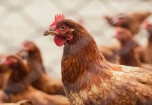 முட்டையிடாத தீனிக் கோழிகள்