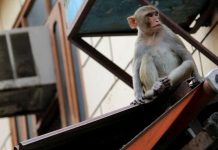 குரங்குகளைப் பயன்படுத்தி திருட்டாம்!