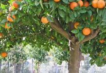 பழைய மரங்கள் புதிய கனிகள்