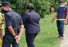 Di Kompaun RM1,500 ketika tambat lembu