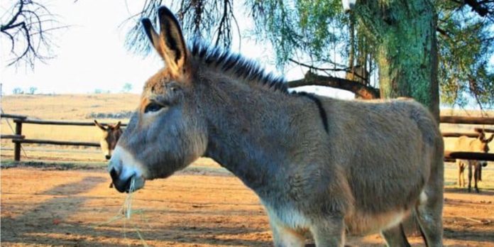 donkey