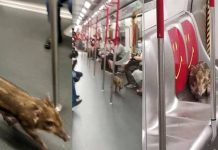 ஹாங் காங்கின் ரயிலில் பயணம் செய்த காட்டுப்பன்றிக் குட்டி.