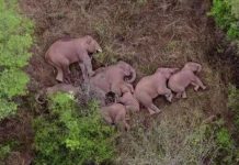 அசந்து தூங்கும் ஆசிய யானைகளின் கூட்டம்.