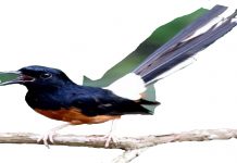 Spesies burung terancam