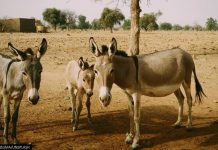 80,000 கழுதைகளை பாகிஸ்தானிடமிருந்து வாங்கும் சீனா!