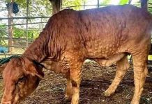 Lembu yang dijangkiti LSD boleh dimakan