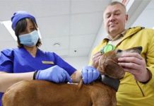 விலங்குகளுக்கும் கோவிட் தடுப்பூசி