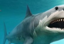 மனித வரலாற்றை சுறா மீன்முறியடிக்குமா?