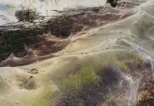 மக்களை வியப்பில் ஆழ்த்தும் ராட்சச சிலந்தி வலைகள்