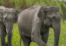 யானை வழித்தடமான 1050.2 ஹெக்டர்; 30 நாளில் மீட்கப்பட்ட வனப்பகுதி