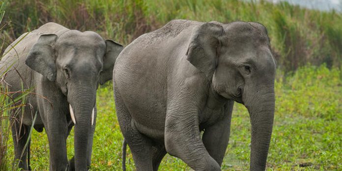 elephant