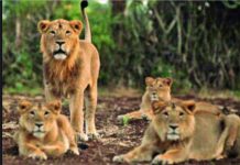 கோவிட் தொற்றால் உயிரிழந்த சிங்கம்; கொரோனாவிற்கு விலங்குகளும் விதிவிலக்கல்ல!