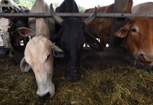 தாய்லாந்தில் இருந்து மாடுகளை இறக்குமதி செய்ய உடனடி தடைவிதித்தது மலேசியா