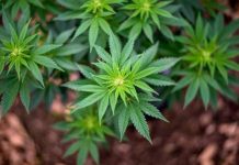 ஆடம்பர பங்களா வீட்டில் கஞ்சா செடி வளர்த்து விற்பனை; தந்தை மற்றும் இரு மகன்கள் கைது !