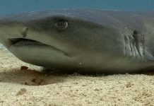 கடல் வெப்பம் அதிகரிப்பதால் சுறா மீன்களுக்குப் பாதிப்பா?