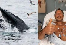 விழுங்கிய பின் காறித் துப்பிய திமிங்கலம்!