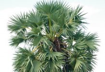 பனை மரம் வெட்ட முயன்ற போது 55 வயது ஆடவருக்கு பலத்த காயம்