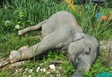 யானையை சுட்டு கொன்ற வெளிநாட்டு ஆடவருக்கு 4 ஆண்டுகள் சிறை