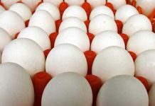 KPDNHEP முட்டை சப்ளையர்களுடன் நிலையற்ற விநியோகத்திற்கான தீர்வுக்காக விவாதிக்கும்