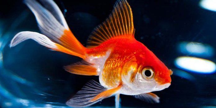 Gold fish