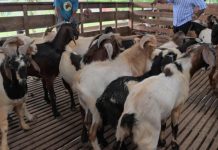 ஆடுடன் உடலுறவா? 60 வயது ஆடவர் கைது