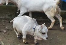 வங்க தேசத்தில்உலகின் குள்ளமான பசு