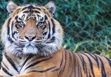 புலி பசுவை உண்ணும் வைரல் வீடியோ இந்தோனேசியாவில் இருந்து வந்தது ஃபெல்டா உலு தெப்ராவில் அல்ல