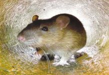 கொரோனா வைரசுக்கு சிகிச்சை முறை கண்டுபிடிப்பு