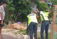 TINDAKAN MAJLIS PERBANDARAN ‘SEKSA,’ ‘BUNUH’ ANJING