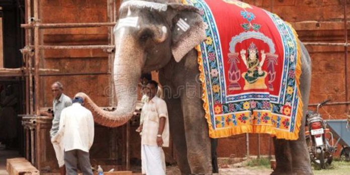 elephant of temple - blessing