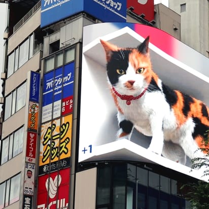 cat
