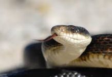 17 மாதங்களேயான பாலகனின் உயிரைப் பறித்த பாம்பு; சிரம்பானில் சம்பவம்