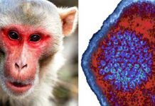 குரங்கம்மையின் புதிய திரிபு அண்டை நாடுகளுக்குப் பரவும் அபாயம்!