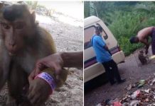 DAKWAAN SEEKOR BERUK MEMAKAI GELANG MERAH JAMBU DI GUA MUSANG.