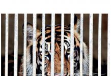 தெரெங்கானு கெர்தே 4 பாமாயில் தோட்டத்தில் 1 1/2 வயது ஆண் புலி பிடிப்பட்டது