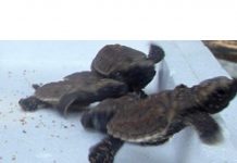 மீன்வளத் துறை: போர்ட்டிக்சனில் 32 ஹாக்ஸ்பில் ஆமைகள் மீட்கப்பட்டன