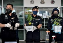 PASANGAN SUAMI ISTERI MENANAM POKOK GANJA DI BALKONI