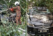 திடீரென காரின் மேல் விழுந்த 80 அடி உயரமான இரப்பர் மரம்; காரில் பயணம் செய்த இருவரும் பாதுகாப்பாக தப்பினர்