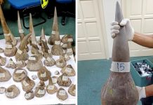 30 மில்லியன் வெள்ளி மதிப்புள்ள 50 காண்டாமிருக கொம்புகளை கடத்திய 2 ஆடவர்கள் கைது; வனவிலங்கு மற்றும் தேசிய பூங்கா துறை தகவல்