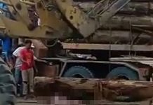 Tidak dapat berlari, lelaki mati dilanggar oleh balak