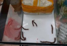 ஜோகூரிலிருந்து பூரான்கள் கடத்தும் முயற்சி முறியடிப்பு ; MAQIS தகவல்